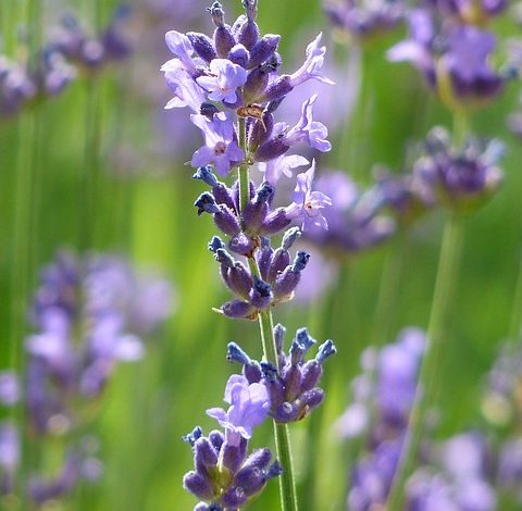 Natural Extracts Versus Essential Oils for Skin Care