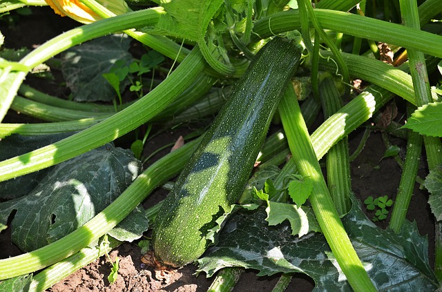 DIY Zucchini Acne Mask You Got to Try
